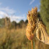 Small Skipper wideangle 